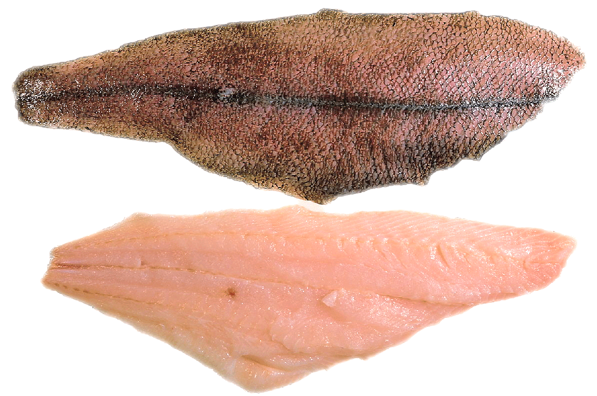 Arrowtooth Flounder